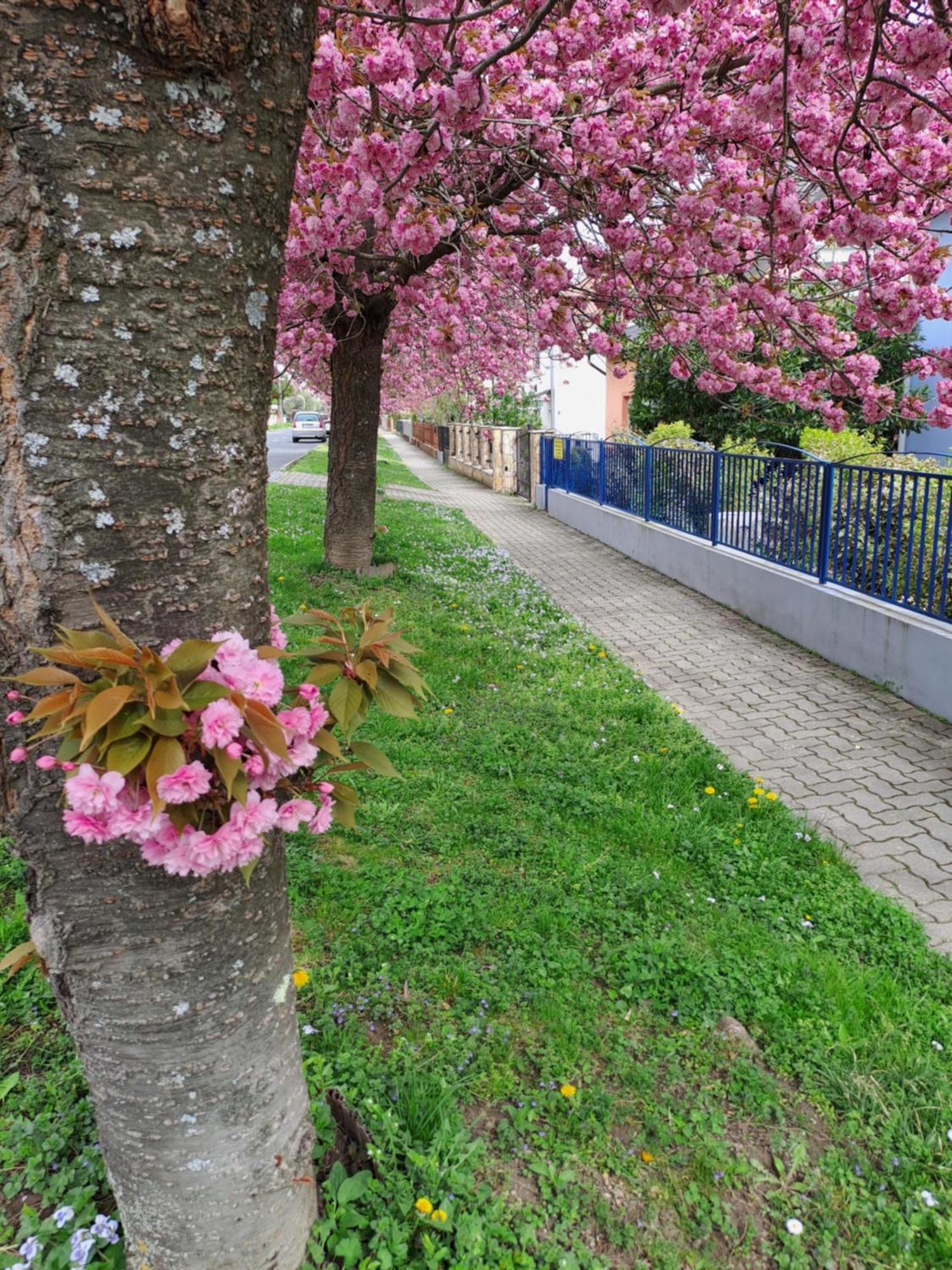 Laguna Apartmanhaz Hévíz المظهر الخارجي الصورة